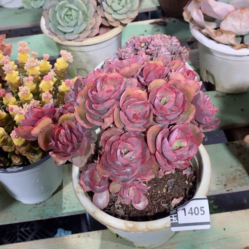 【闪购商品】多肉秀妍1405