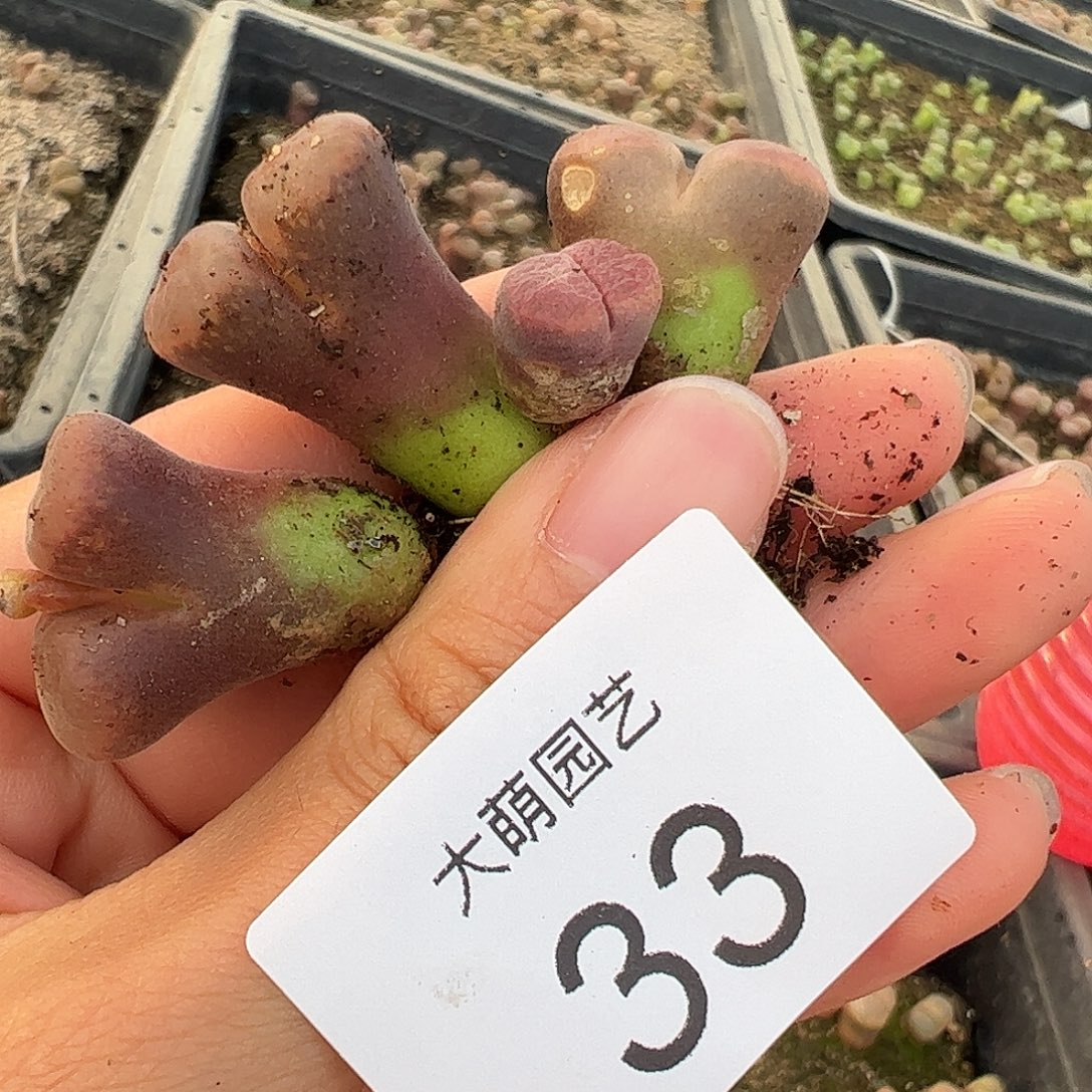 嫣***哎一物一拍3颗大萌一号红风铃。 33