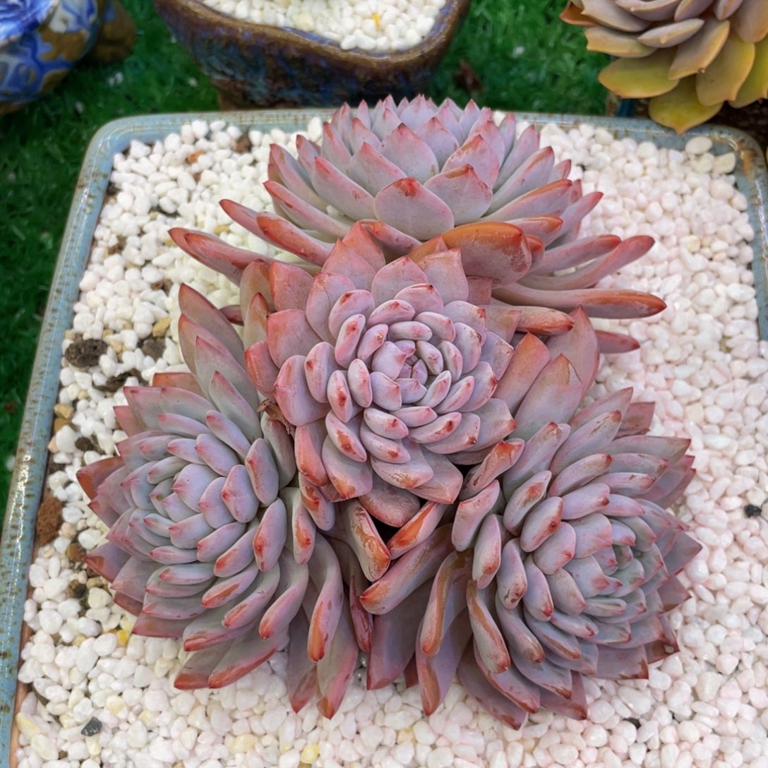星星橙多肉植物盆栽多肉