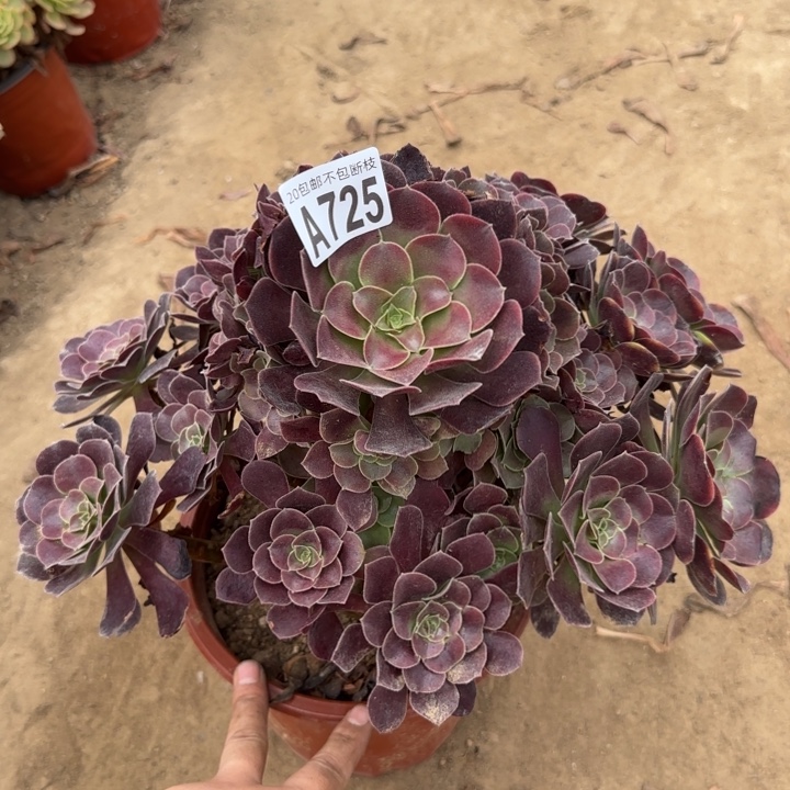 欧嘉莉……多肉植物……