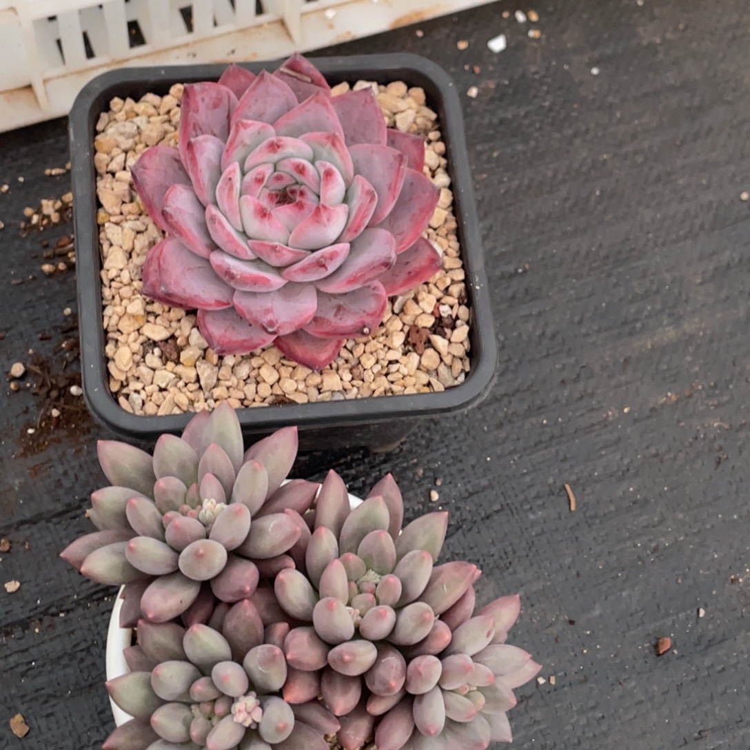 晚***禾多肉两个宝贝专拍