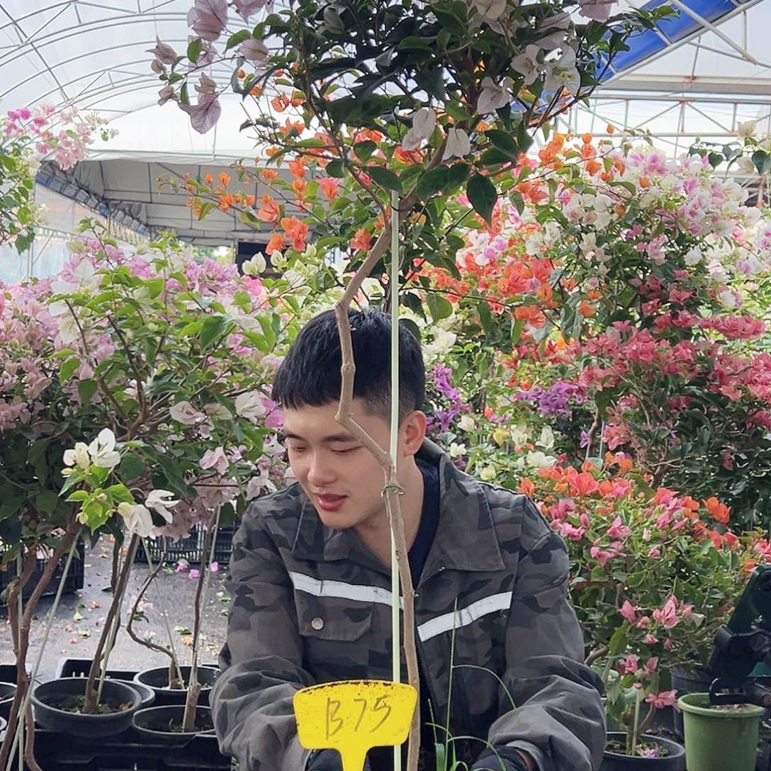 李***儿大部分花苞少量开放B75苹果花