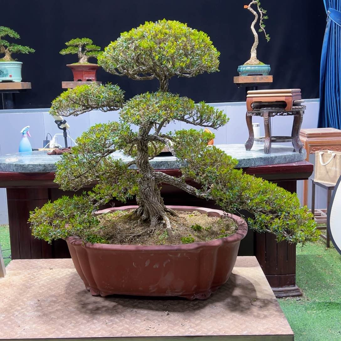 四季常青老桩黄杨盆景