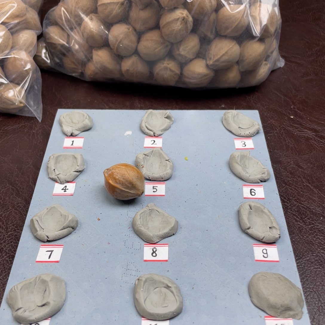 手串/手链橄榄核F21.24梅林铁核