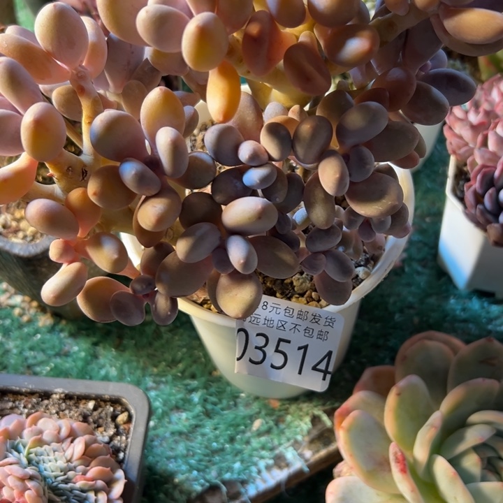 幸运儿是一位非常优秀且