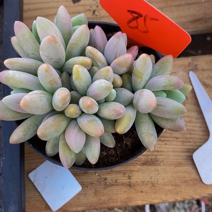 这就是为什么不可以说