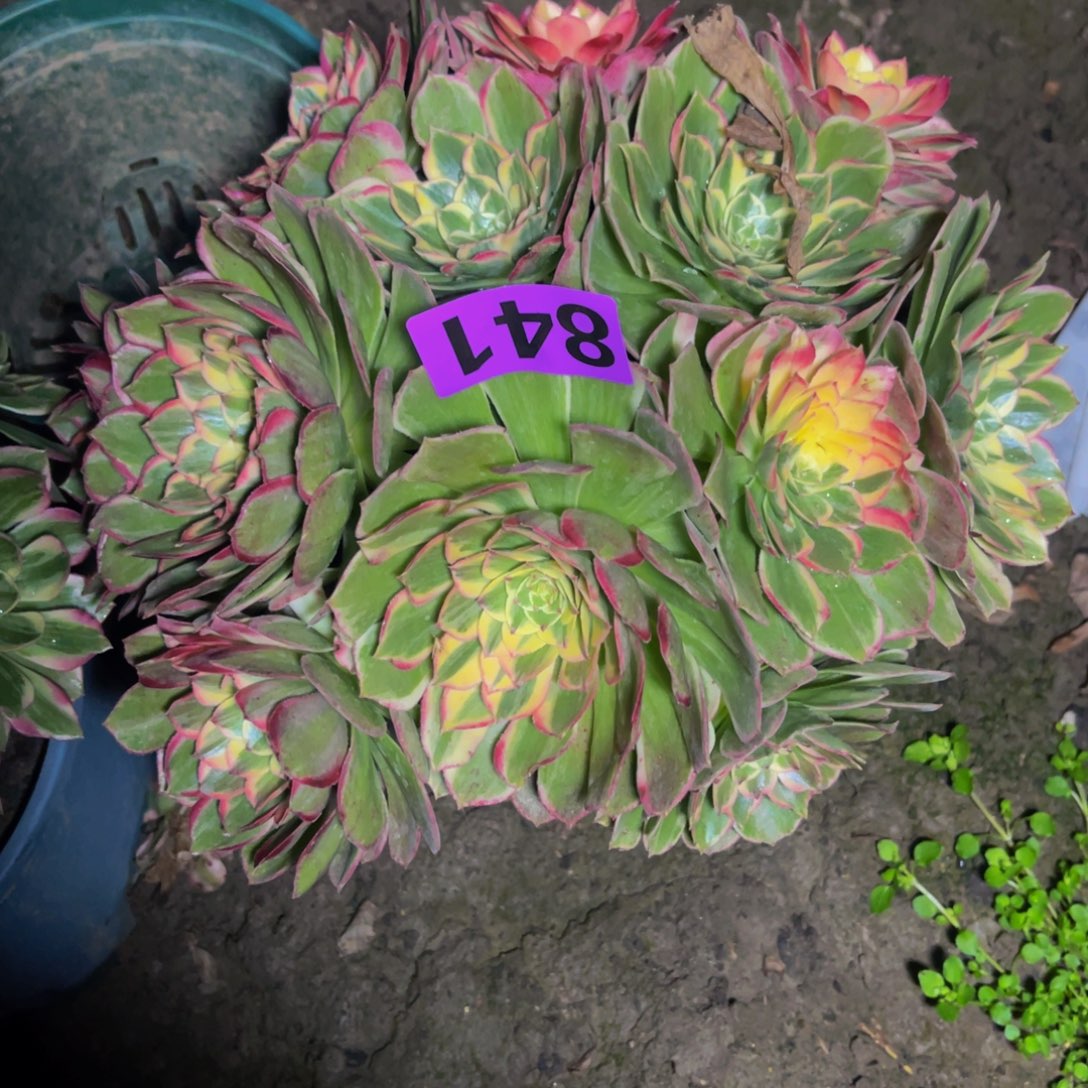 海燕法师26/////21包邮