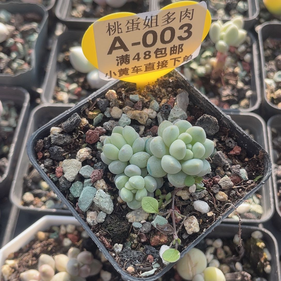 奶糖 脱土发货 7口盆