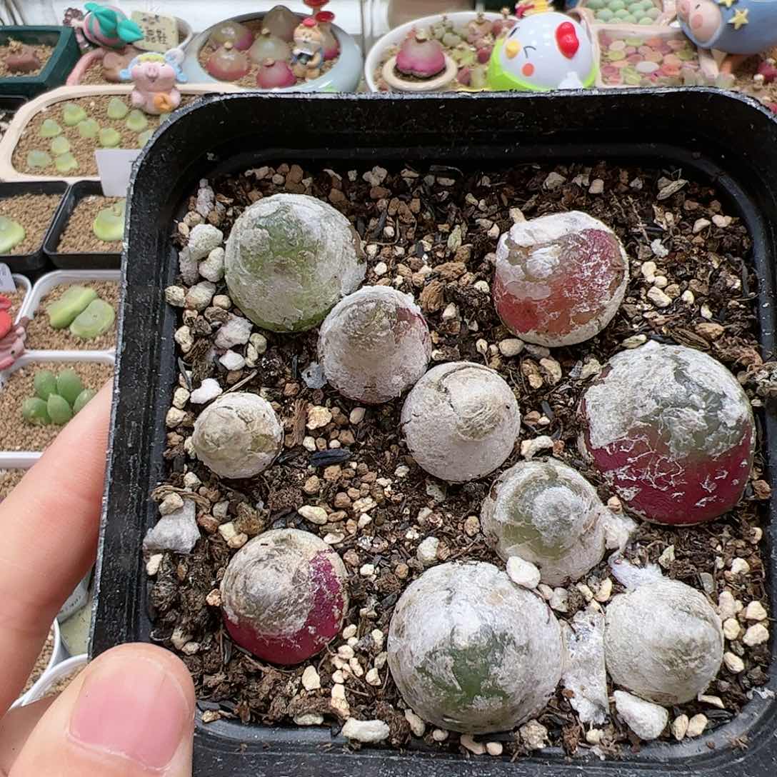 【闪购商品】109 平安福利