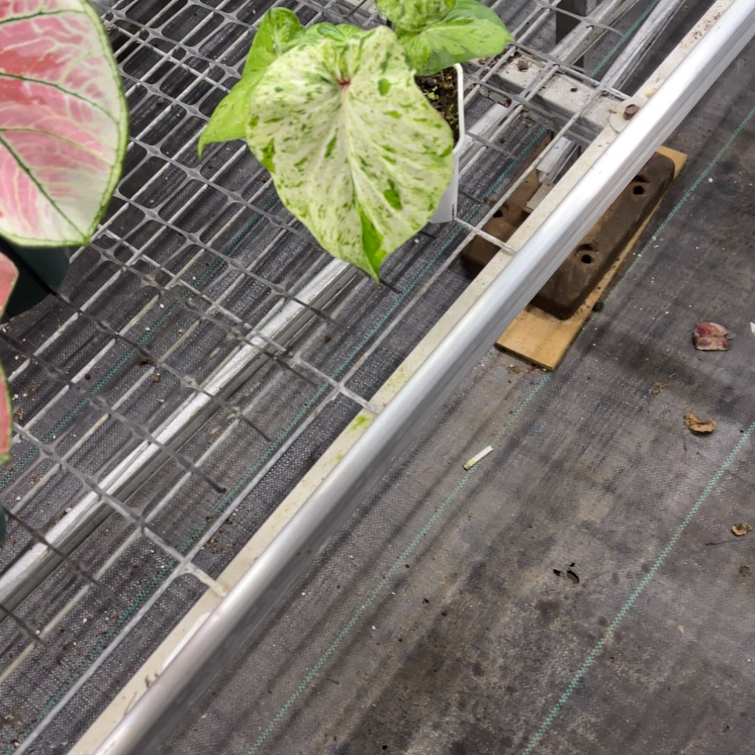 国***冉无花朵           979薄荷糖不包售后