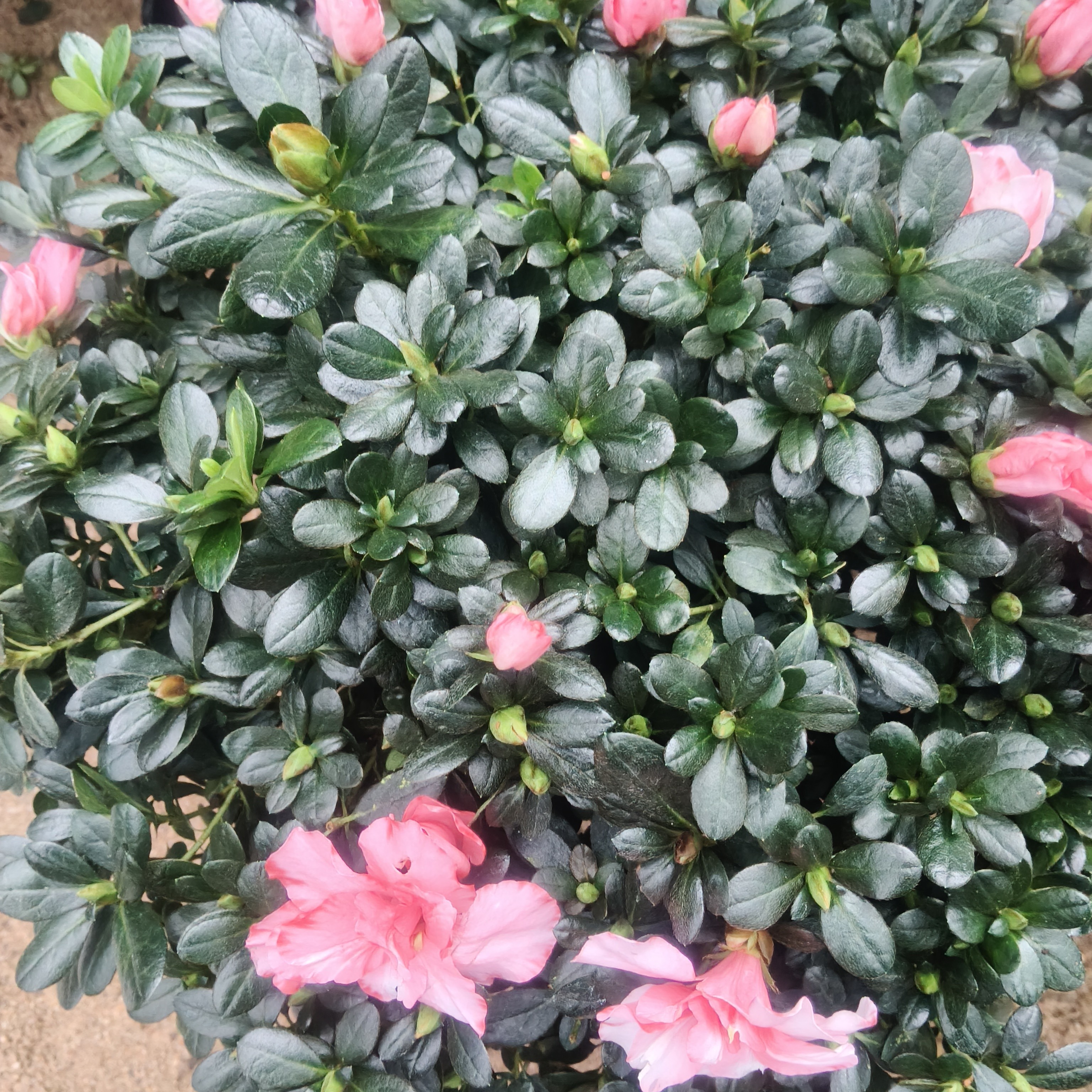 杜鹃花盆栽带花苞四季开花室内外阳台好养易活花卉绿植