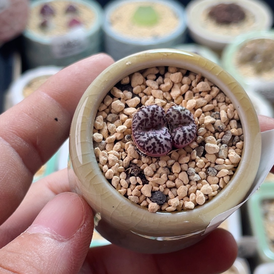 无花朵2703 -一物一拍 带盆