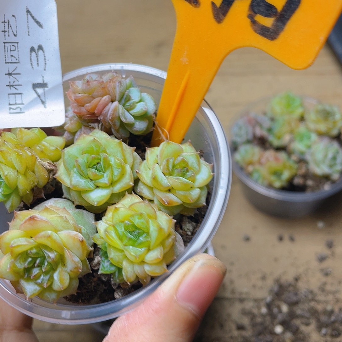 量拍多肉植物多肉植物437