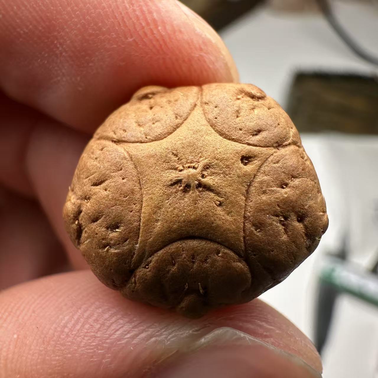 尼泊尔五星菩提，尺寸18，sss系列，货号151