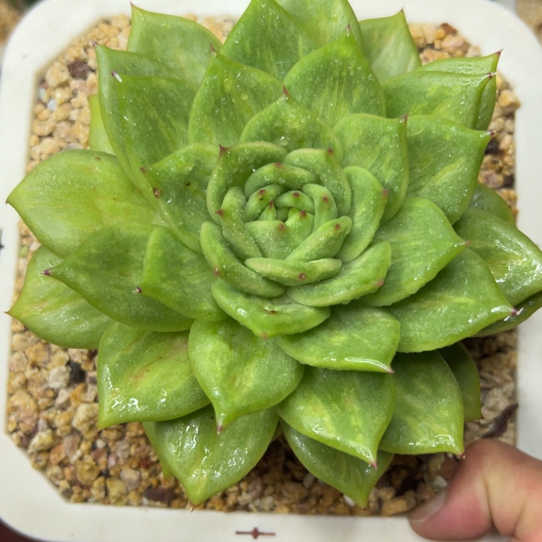多肉植物一物一拍（199号）