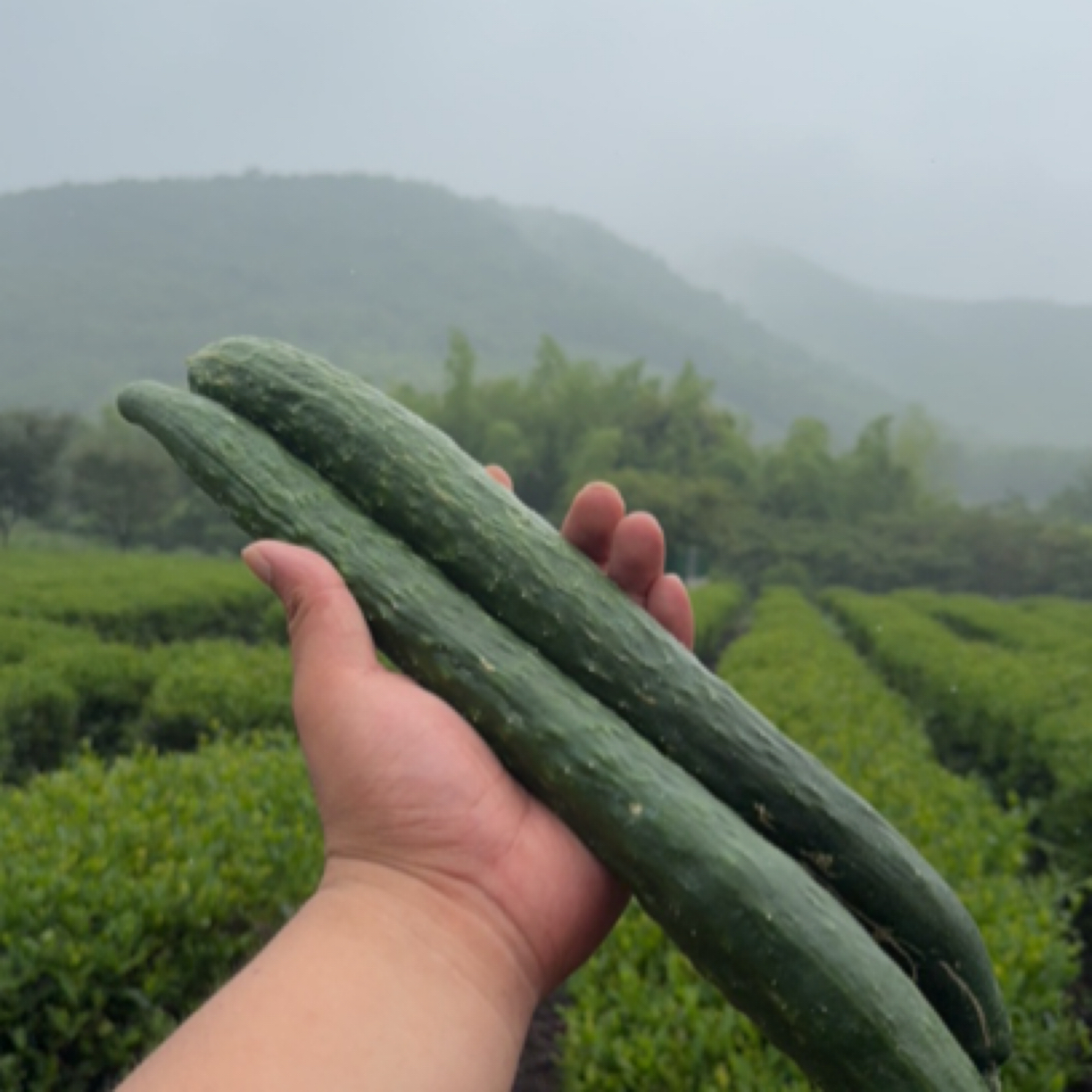 农家自种黄瓜天然2根