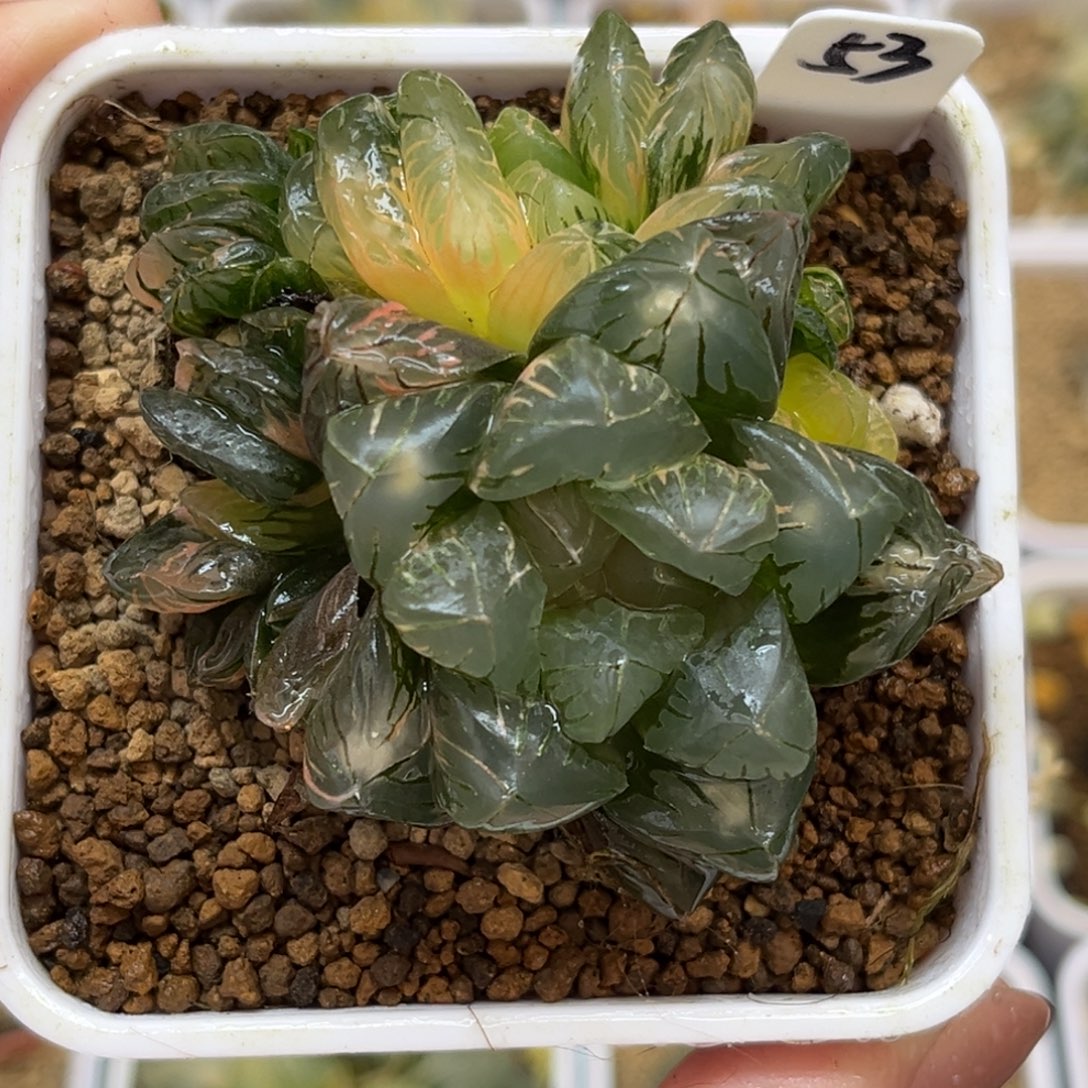 53大窗老川灯芯玉露锦带仔福利专场