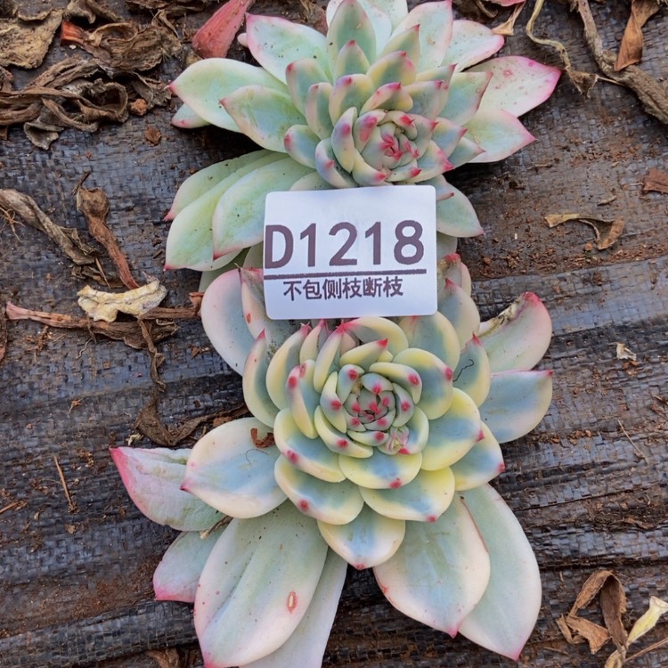 【闪购商品】芒*?1218娃娃两个多肉