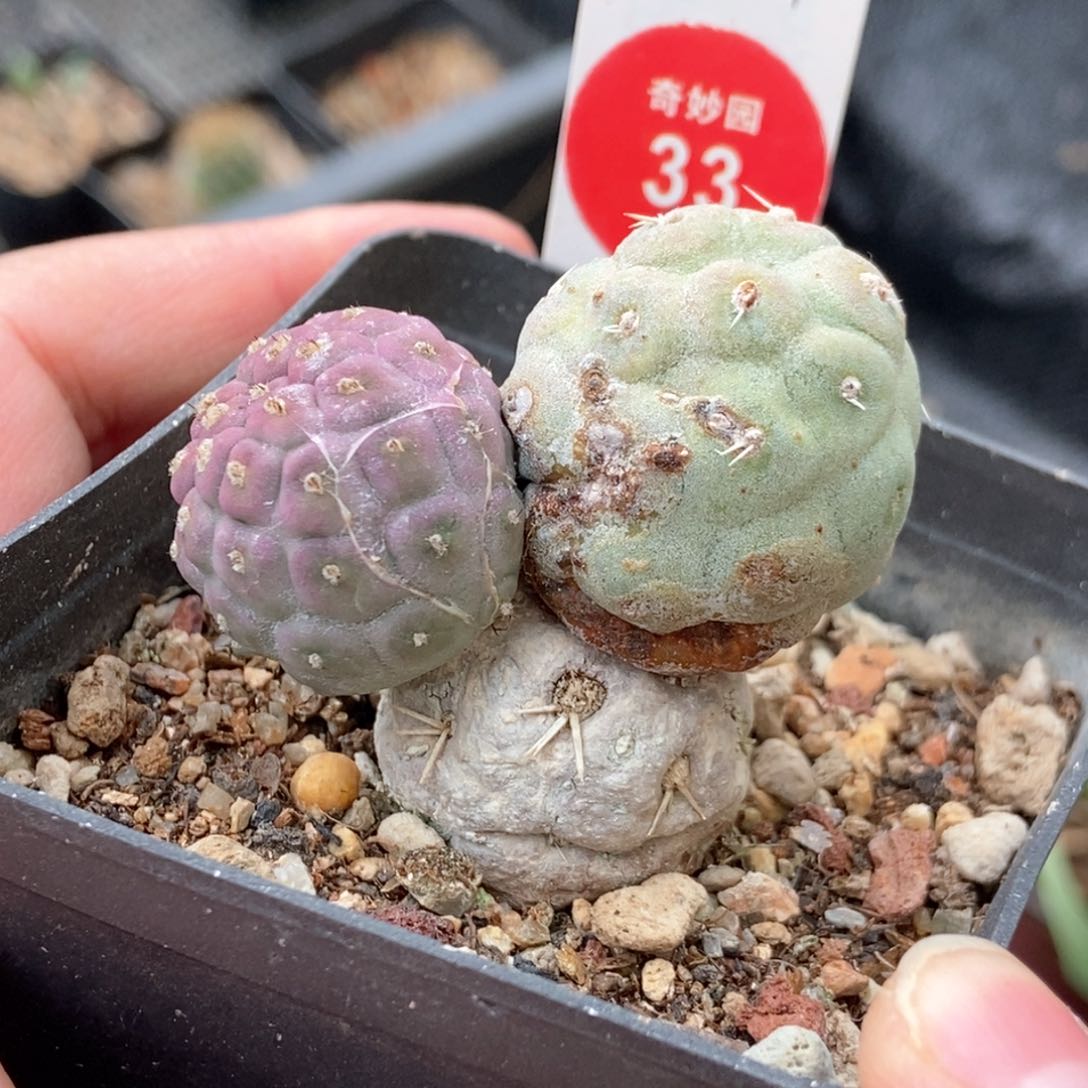 自根有疤习志野群一颗仙人球