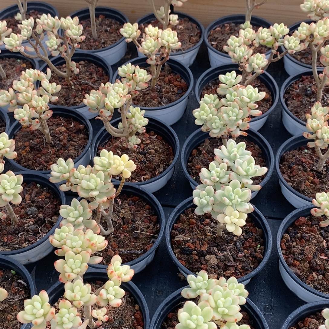 03糖果米奇锦，多肉植物