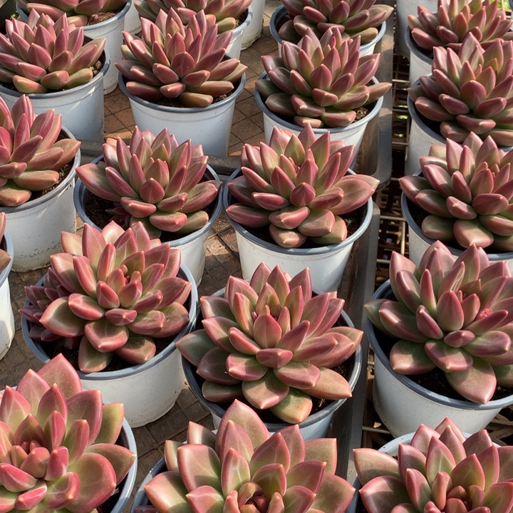 迷雾泡泡多肉植物两单包邮