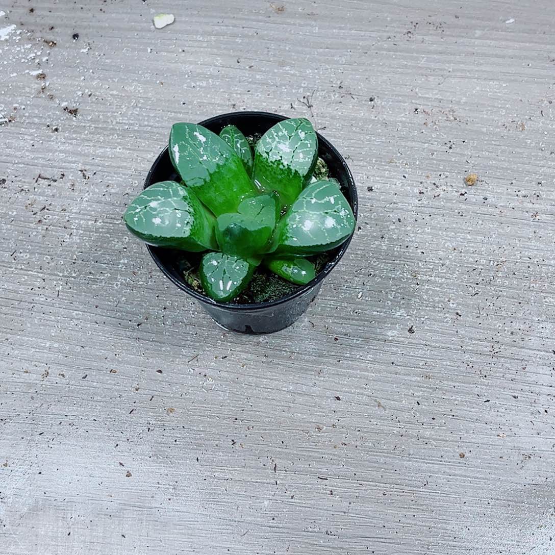 水晶克玉露一勿一拍