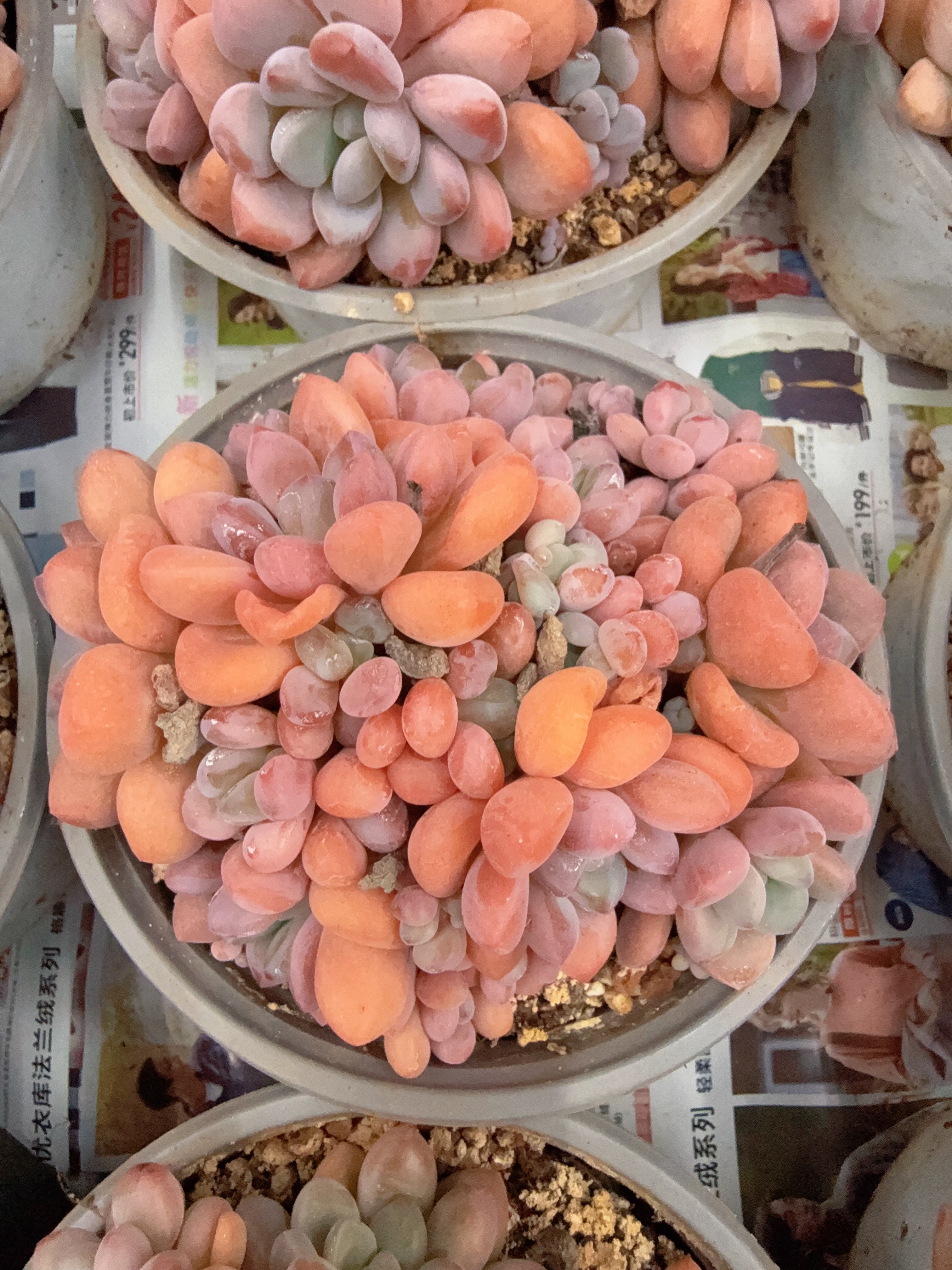 120#多头木糖醇无砍群（8-12cm）脱土