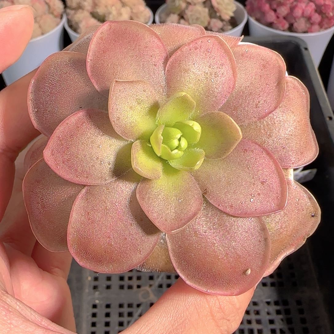 多肉1230-103赛题捕虫堇