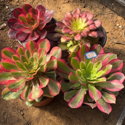 027多肉植物组合