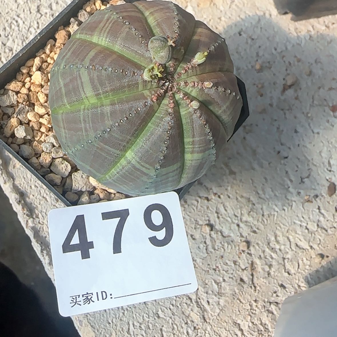 【闪购商品】红****驴块根植物布纹球