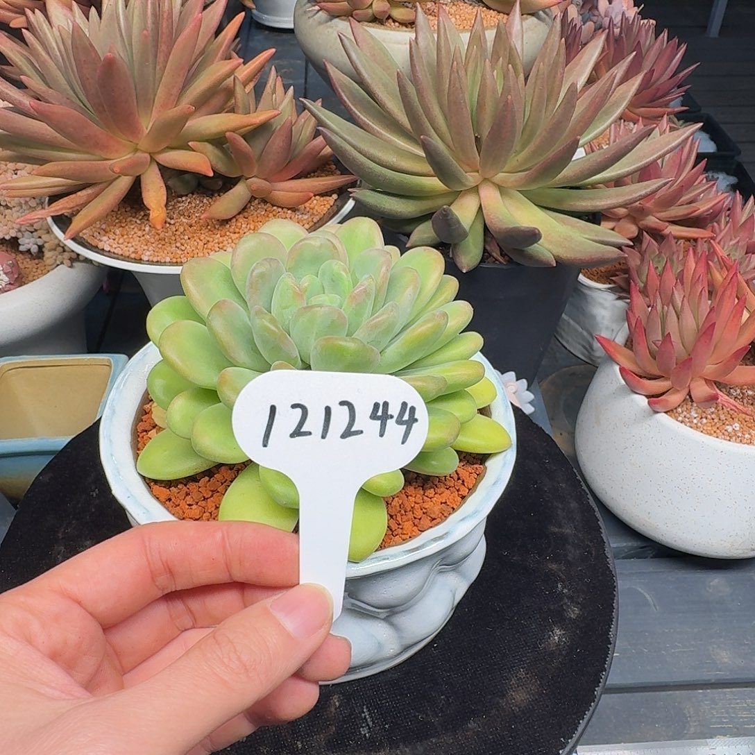 精品多肉植物121244