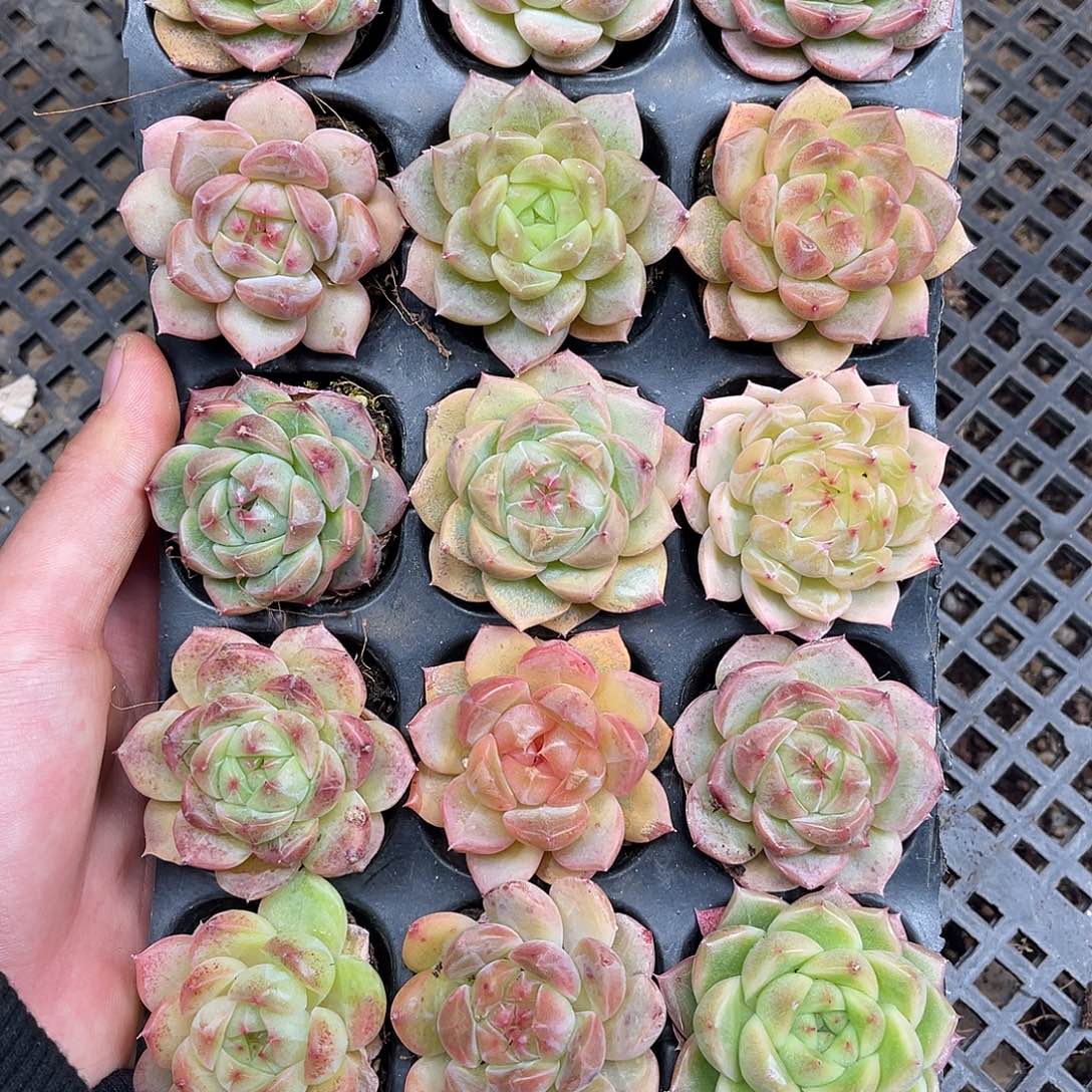 多肉一物一拍10-156