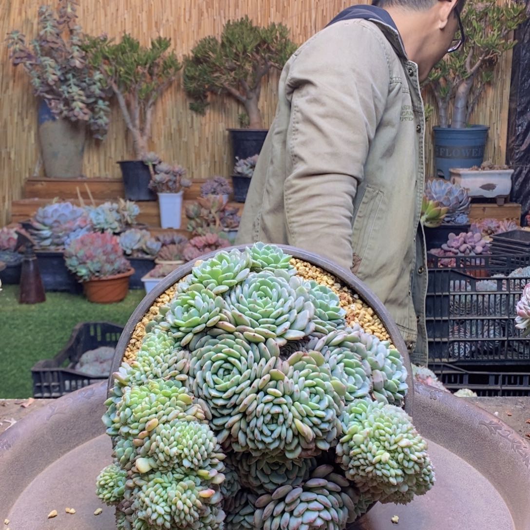 董*A216 号白胖子多肉