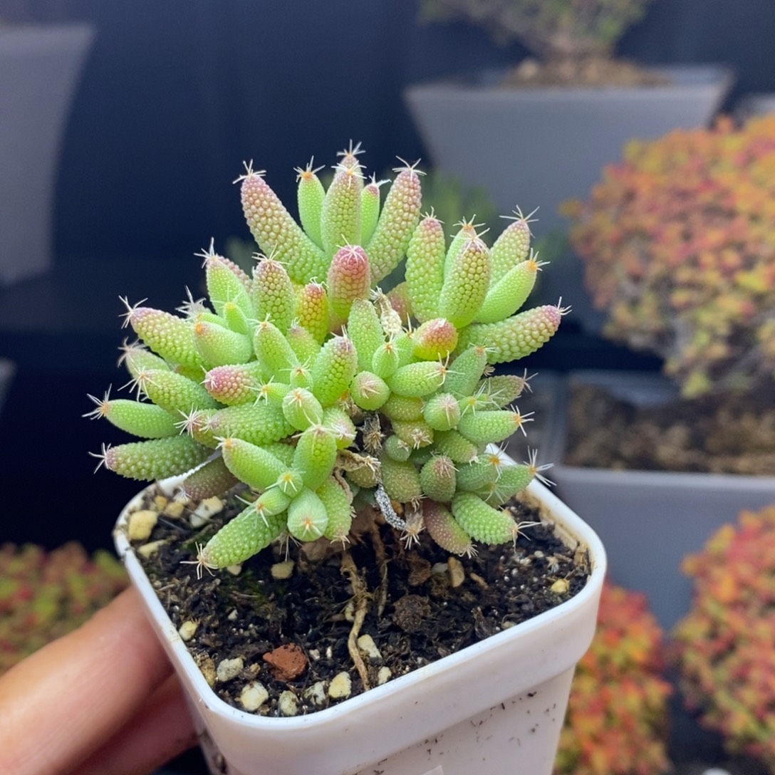 无花朵65号实生玉米