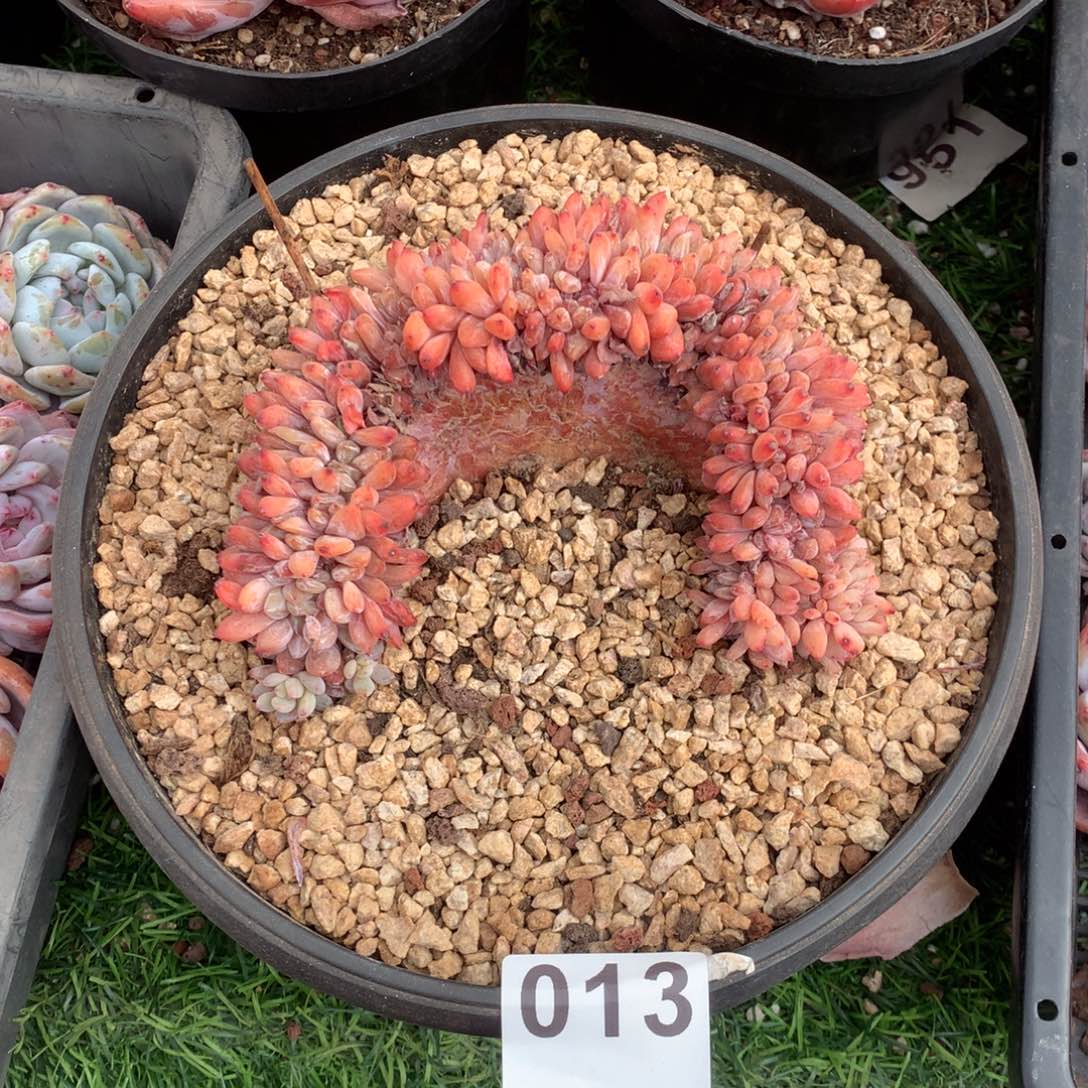 雪天使缀化多肉，013