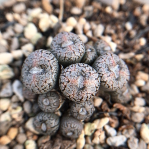 多肉肉锥 0100 红纹 康菩提