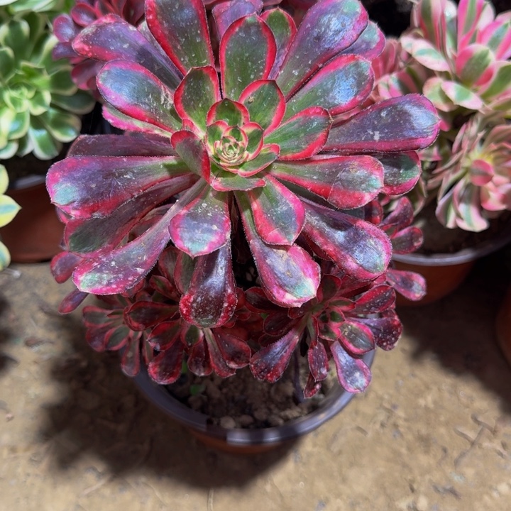 香奈儿周正9.9。   