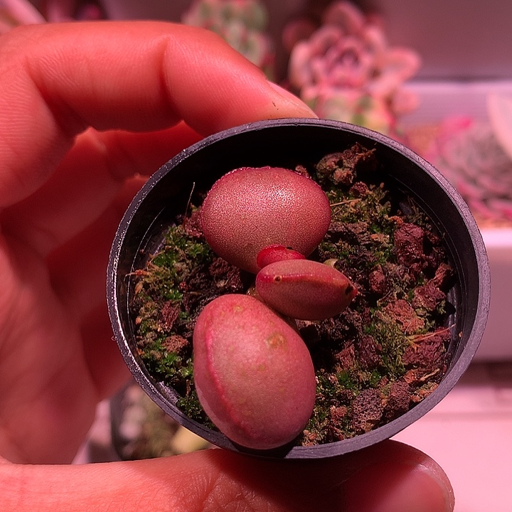 红蛋锦锦锦锦锦锦