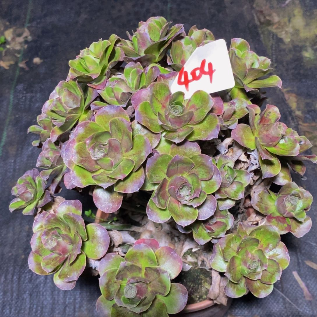 404号媚金法师多肉