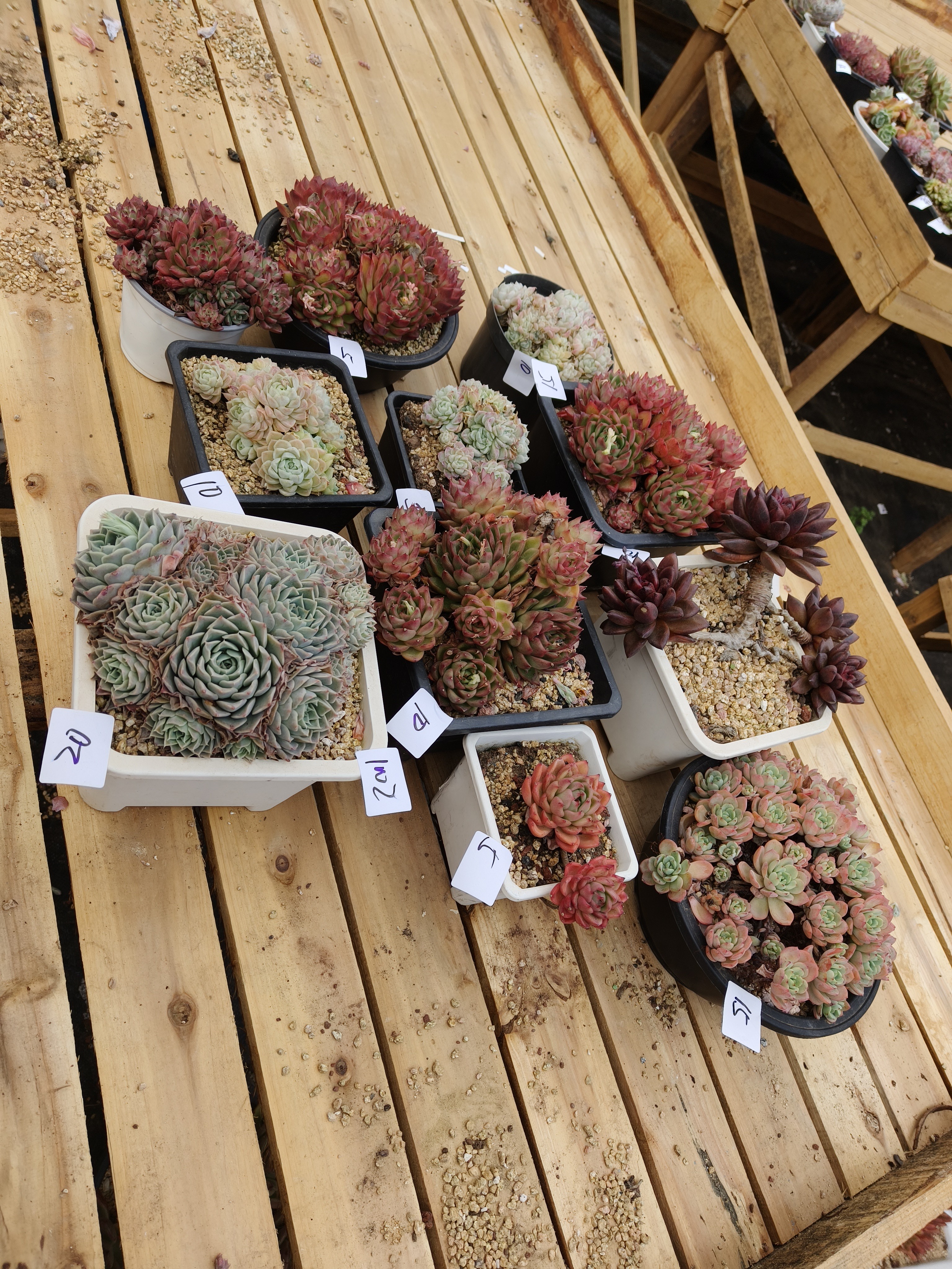 1002花掌柜精品杂交多肉10盆花掌柜