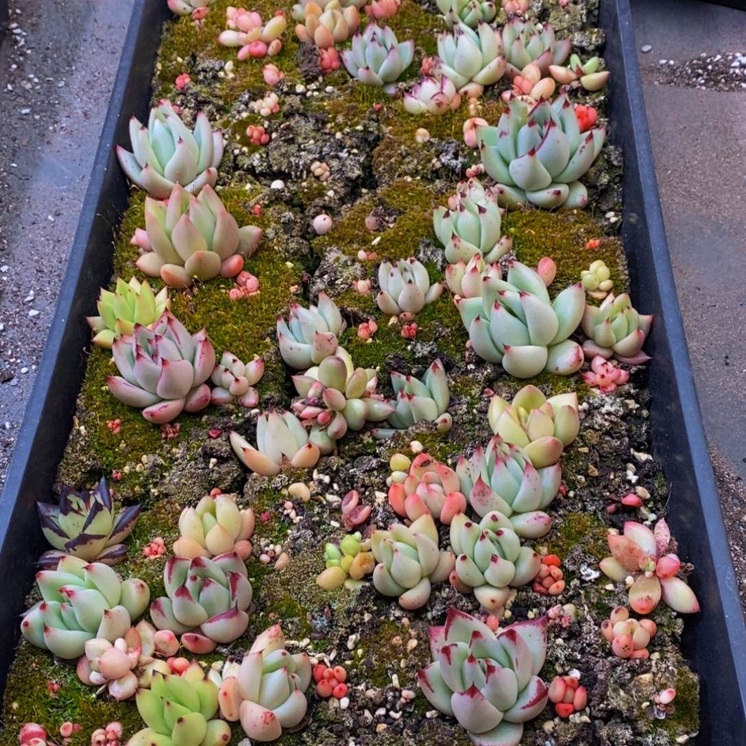 388多肉植物纤维面膜的
