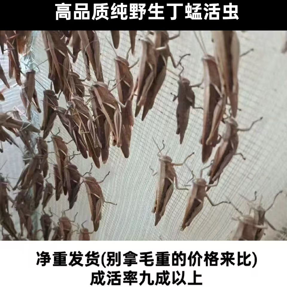 [净重丁蜢一斤装]贵州野生丁蜢活虫，丁蜢花腿，画眉鸟食