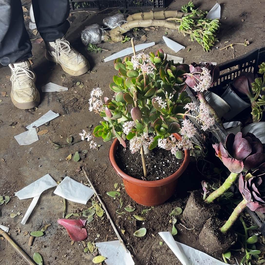 一***红0959黄金花月不售后