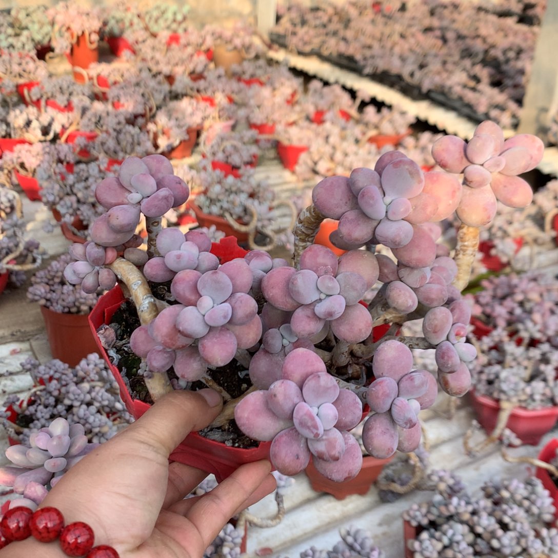 桃蛋老桩不带盆46号