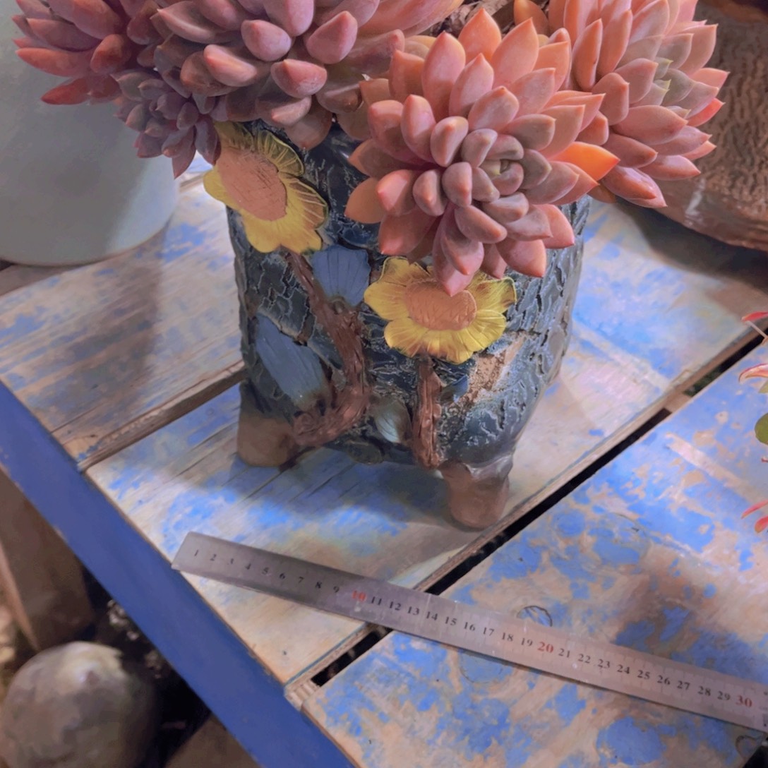 神***奇多肉植物保护研究所所长