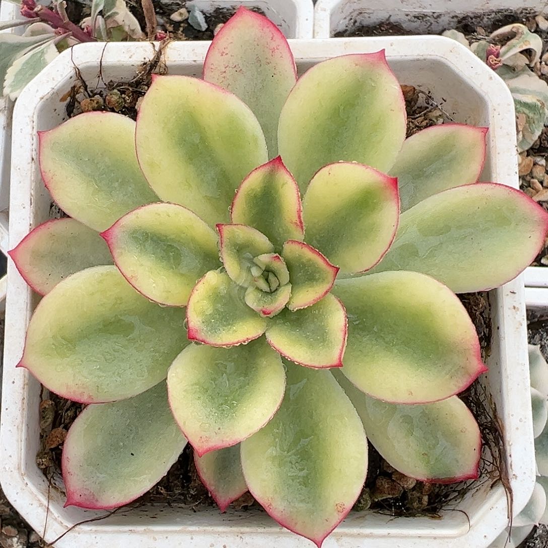 紫梦锦，多肉植物