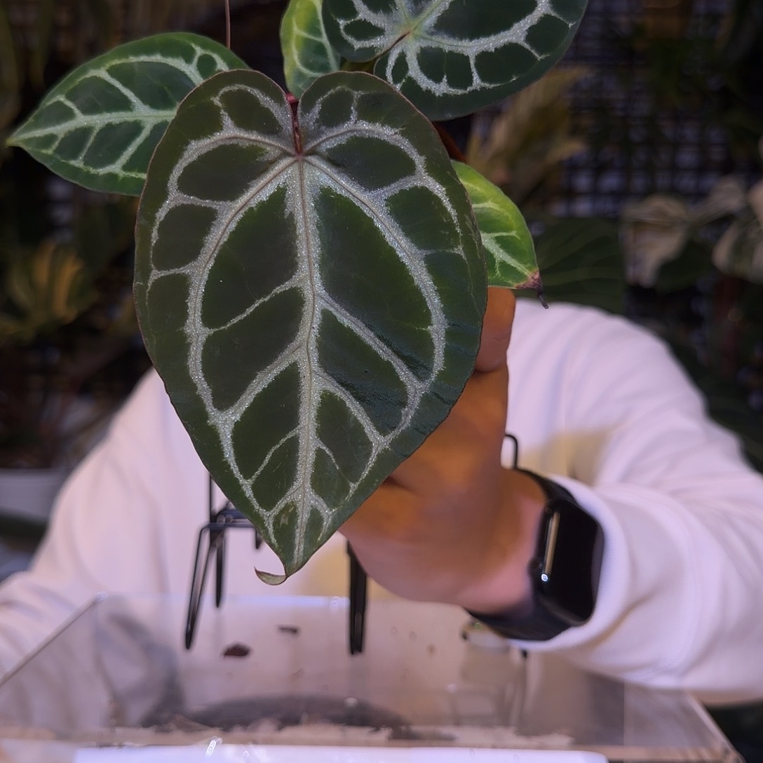 完全开放F723 撕裂银狂杂SKG