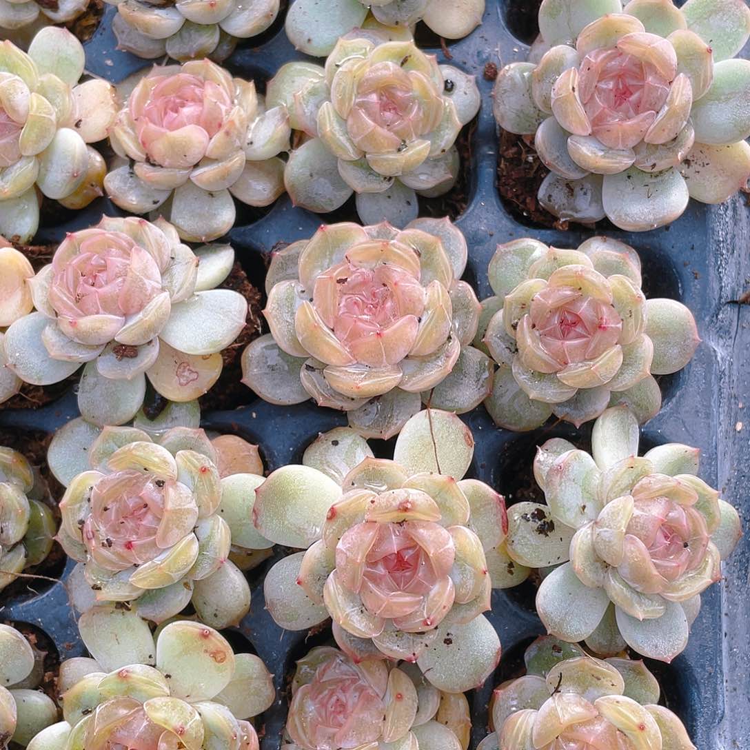 白恋穴一个满25包邮