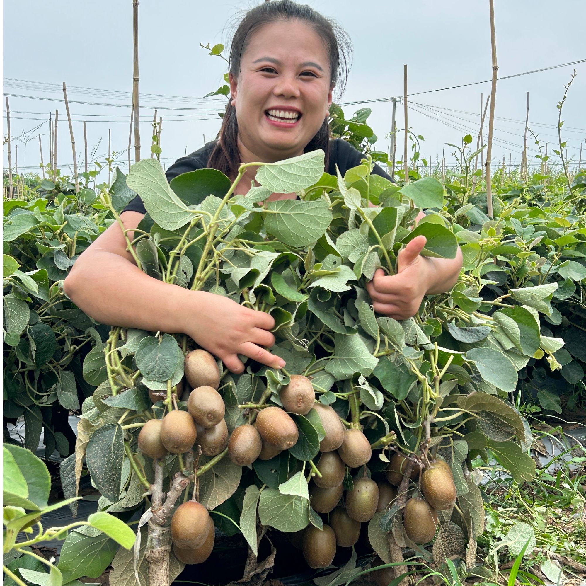 嫁接优质红心猕猴桃树苗盆栽地栽阳台庭院南北方种植