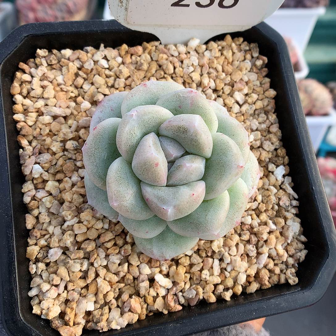 233白底冰玉石化多肉植物